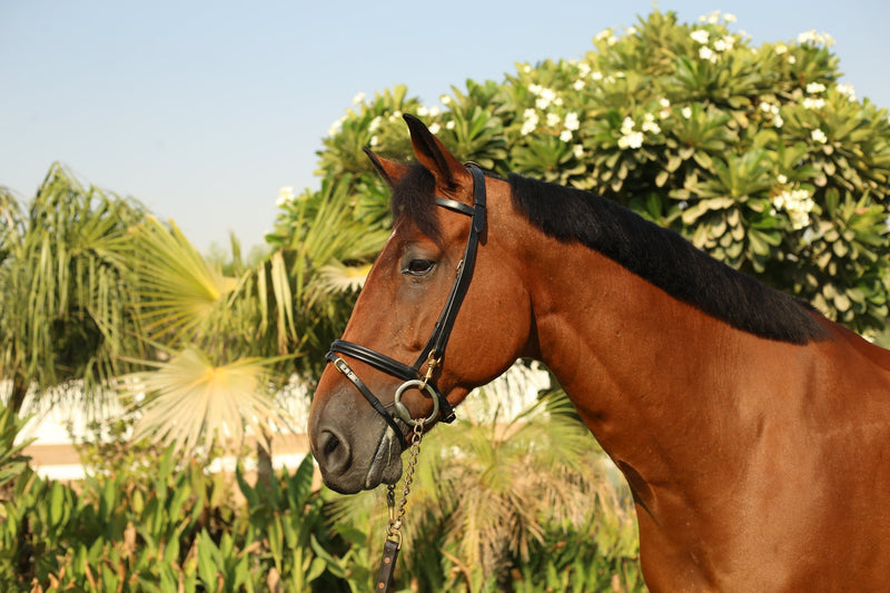 Lieven_Bridle_AlSaqb