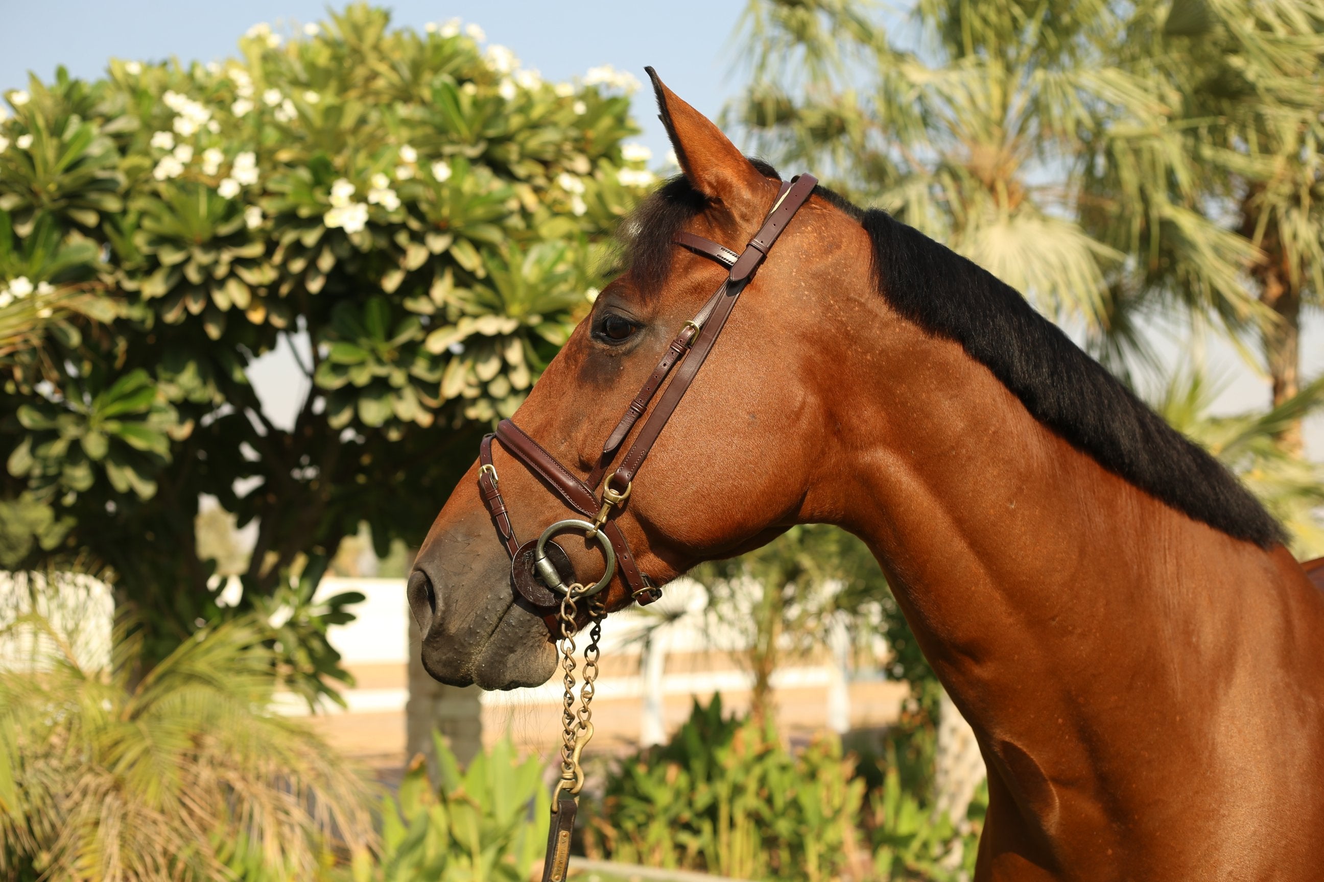 Home Working Bridle