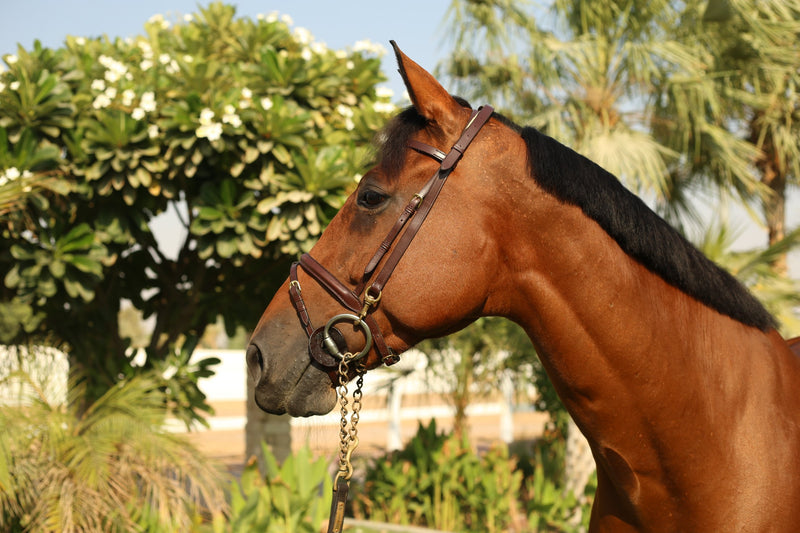 Home Working Bridle