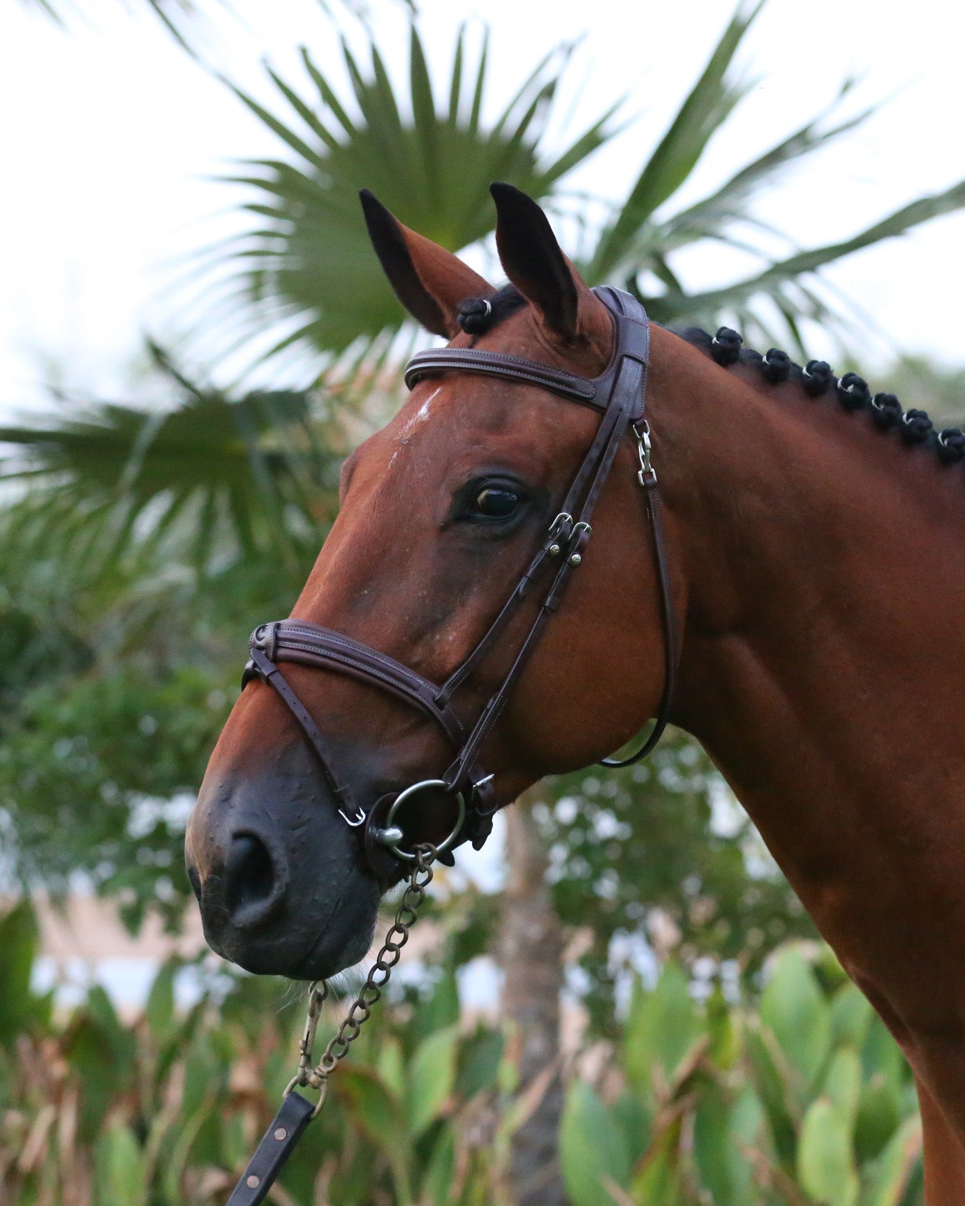 Bridon Bridle