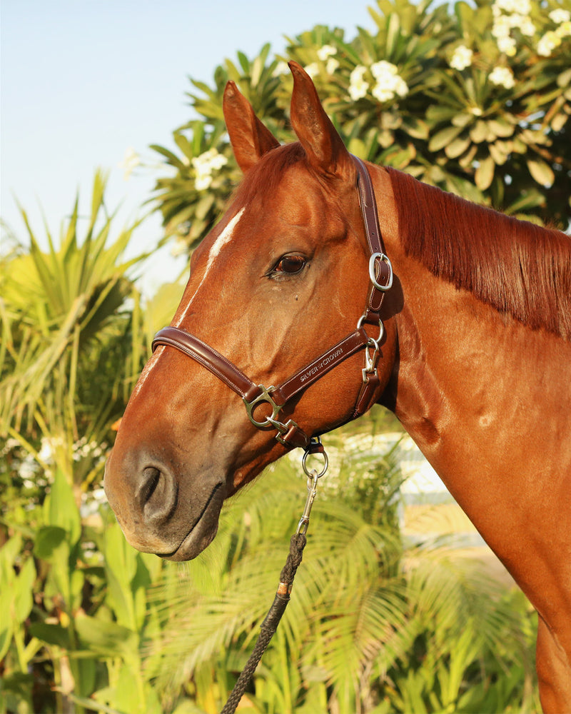 Leather Head Collar