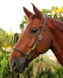 Kentucky_LeatherGroomingHalter_AlSaqb