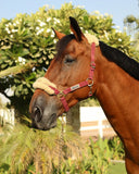 Equest_ColorDeluxeHalter_AlSaqb