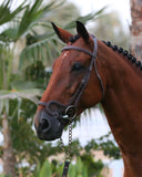 Bridle With Drop Nose Band