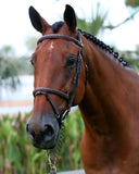 Flash Bridle